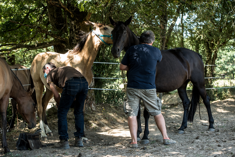 Elevage du Parc 20200721-0258