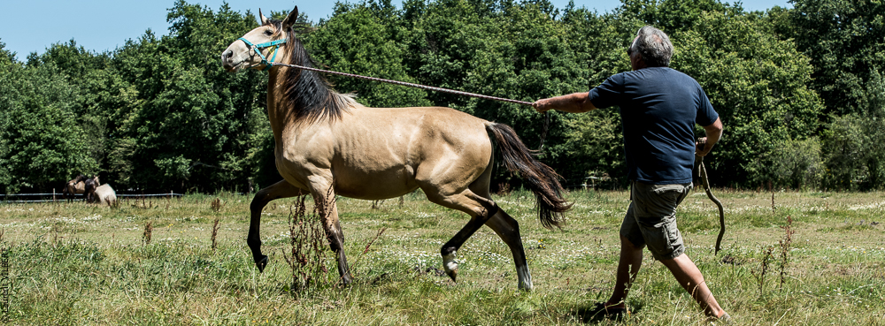 Elevage du Parc 20200721-0295
