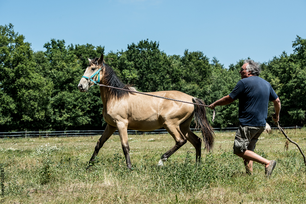 Elevage du Parc 20200721-0301