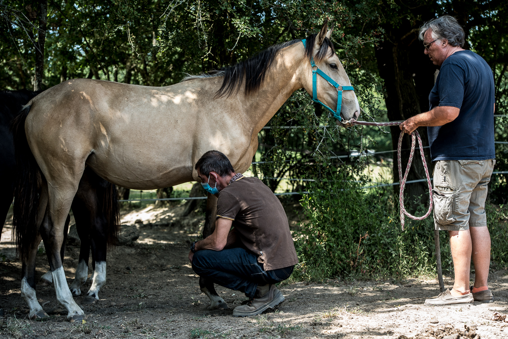 Elevage du Parc 20200721-0307