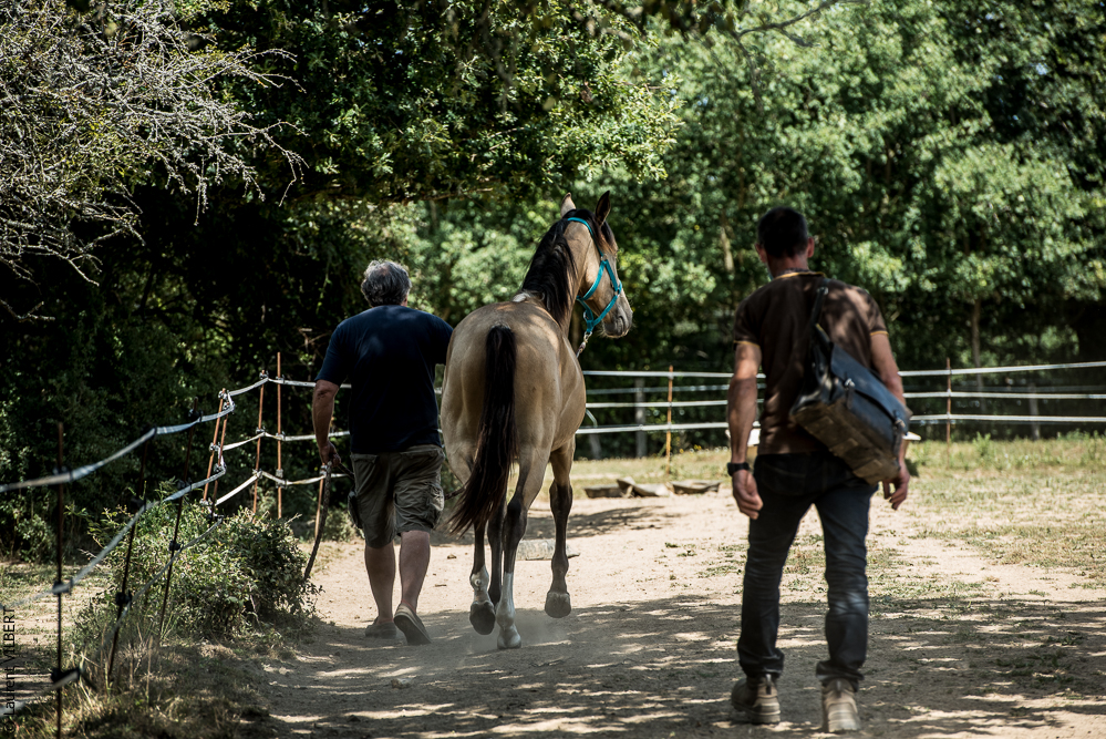 Elevage du Parc 20200721-0316