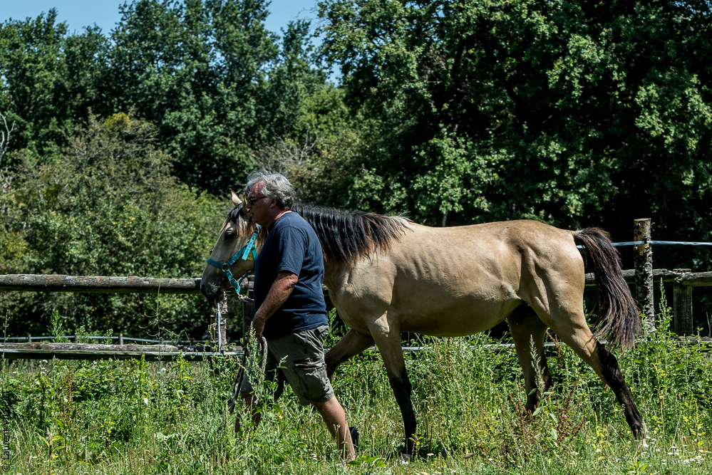 Elevage du Parc 20200721-0333
