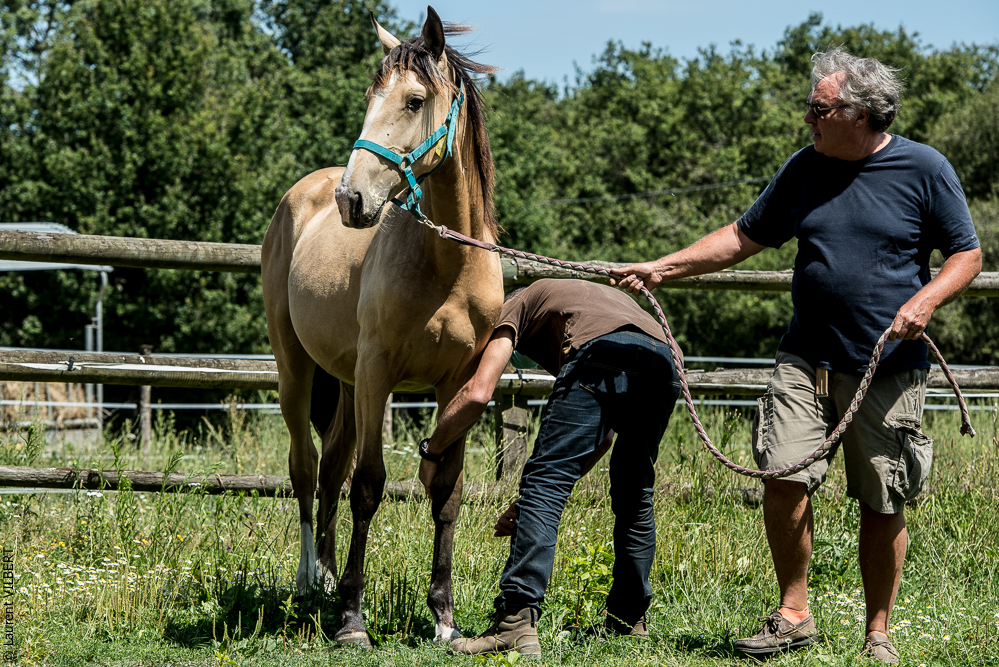 Elevage du Parc 20200721-0357
