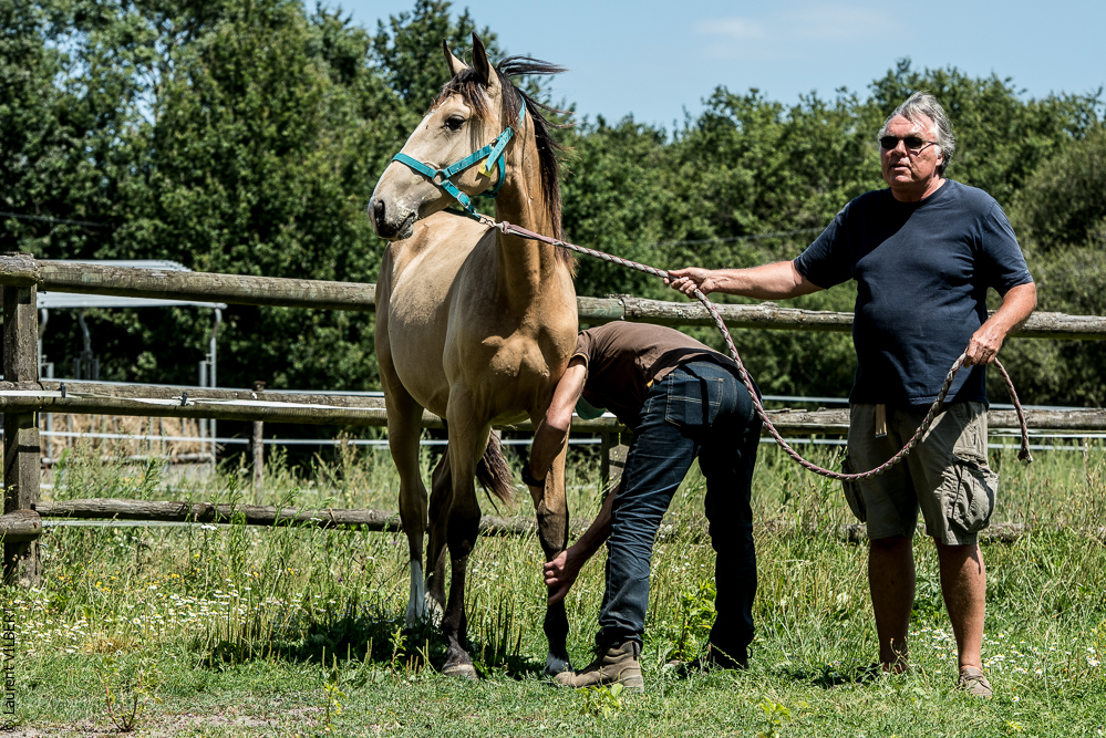Elevage du Parc 20200721-0359