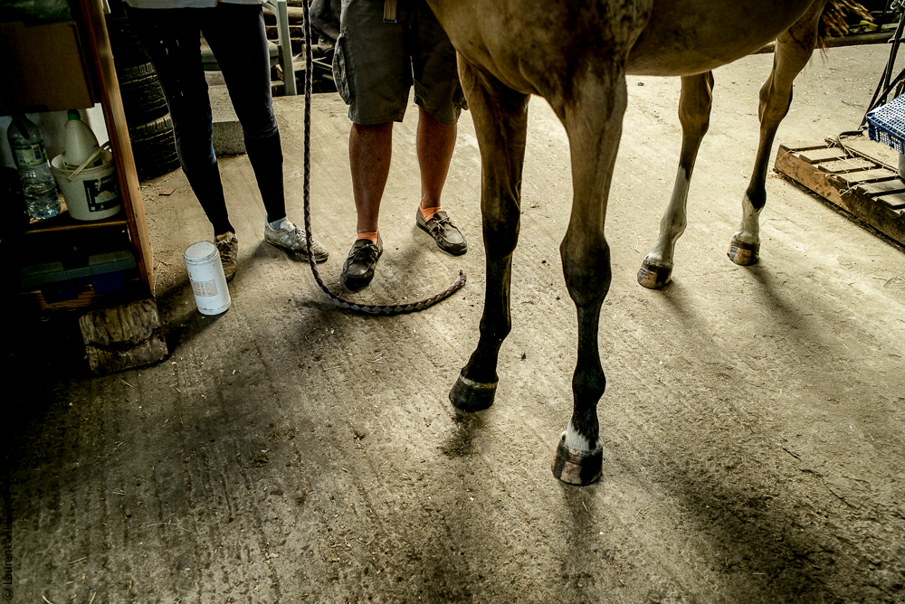 Elevage du Parc 20200721-0569