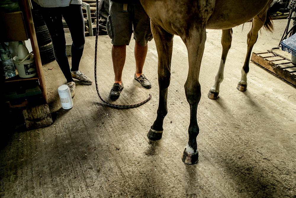 Elevage du Parc 20200721-0570