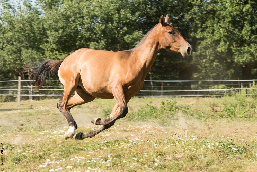 Elevage du Parc 20200721-0596
