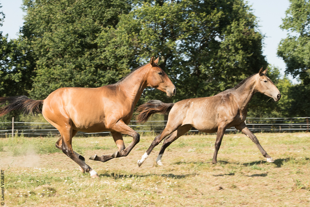 Elevage du Parc 20200721-0598