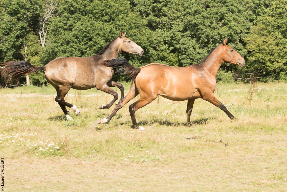 Elevage du Parc 20200721-0602