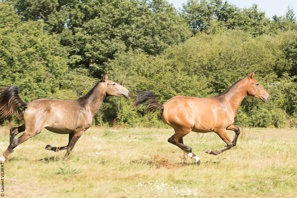 Elevage du Parc 20200721-0605