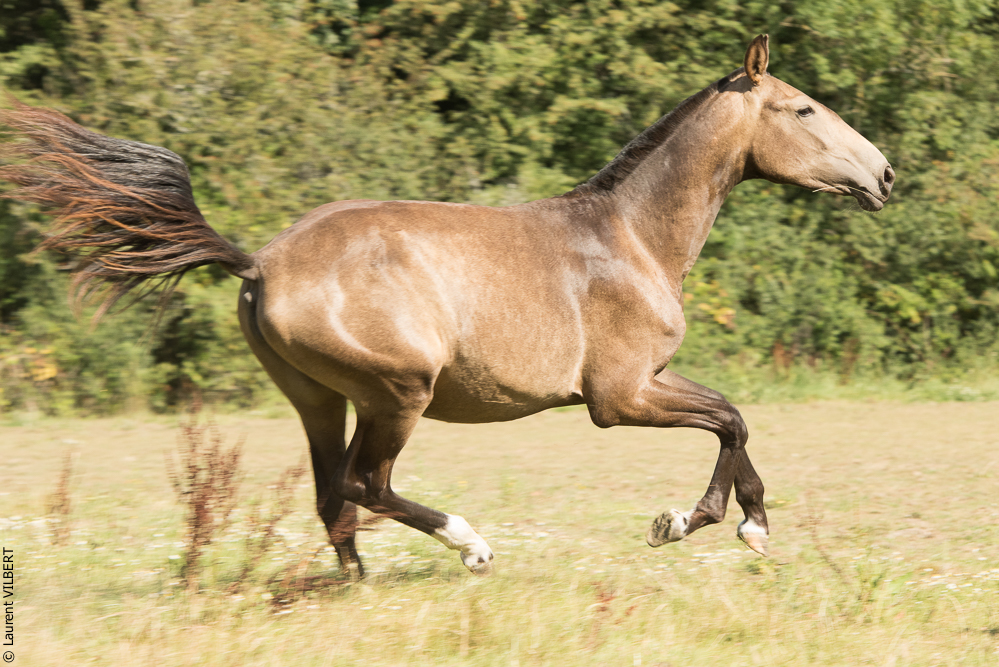 Elevage du Parc 20200721-0607