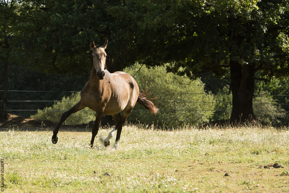 Elevage du Parc 20200721-0612