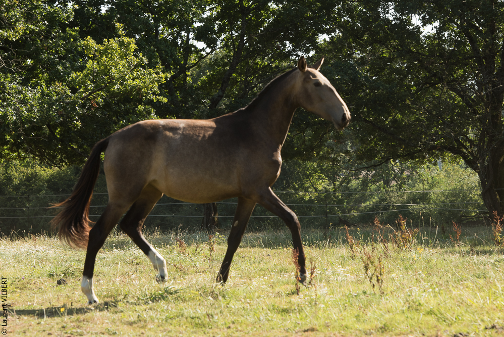 Elevage du Parc 20200721-0616