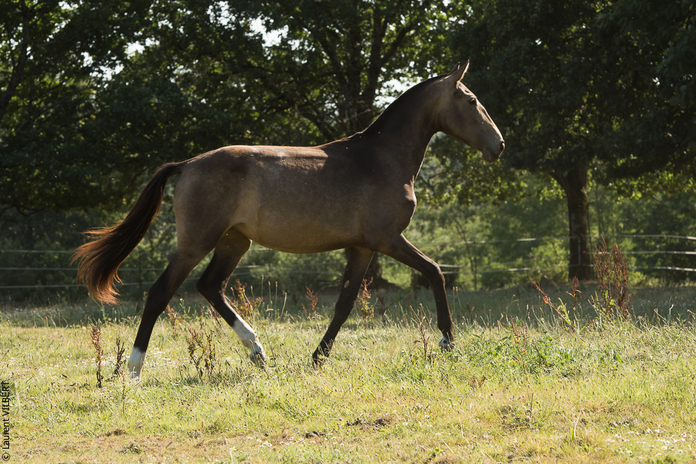 Elevage du Parc 20200721-0617