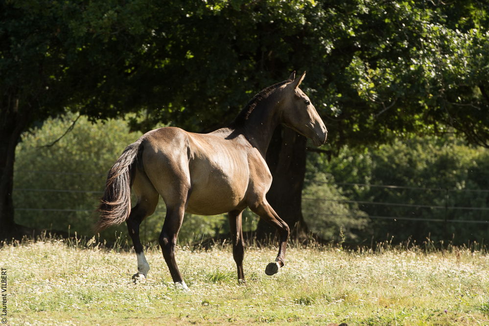 Elevage du Parc 20200721-0619