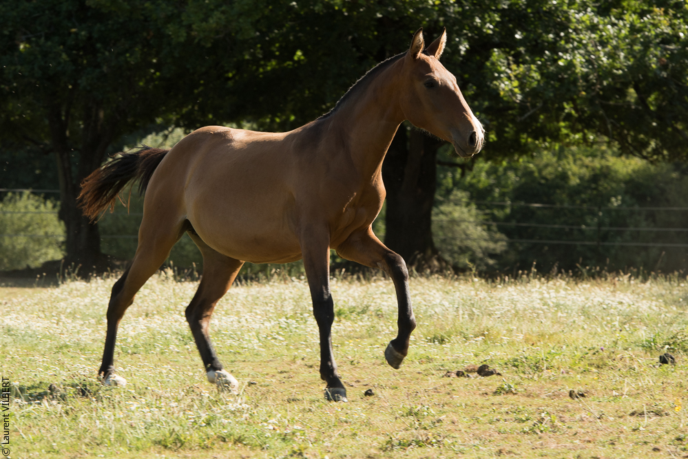 Elevage du Parc 20200721-0620