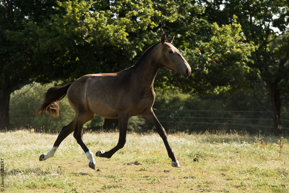 Elevage du Parc 20200721-0622