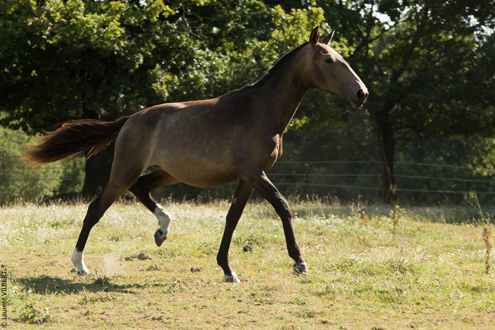 Elevage du Parc 20200721-0623