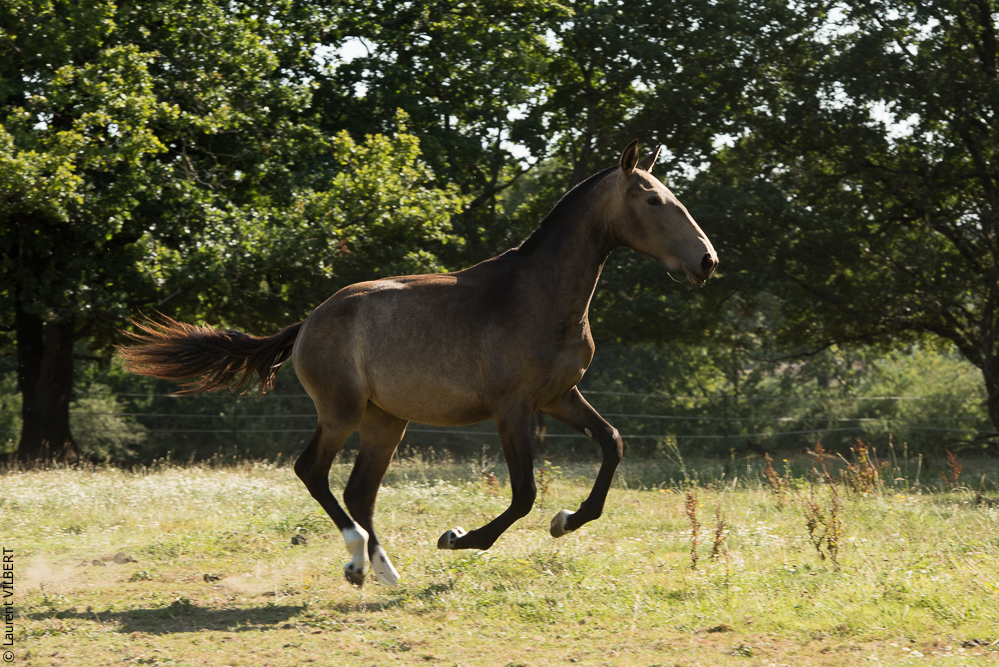 Elevage du Parc 20200721-0624