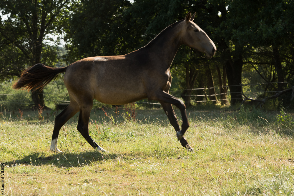 Elevage du Parc 20200721-0627