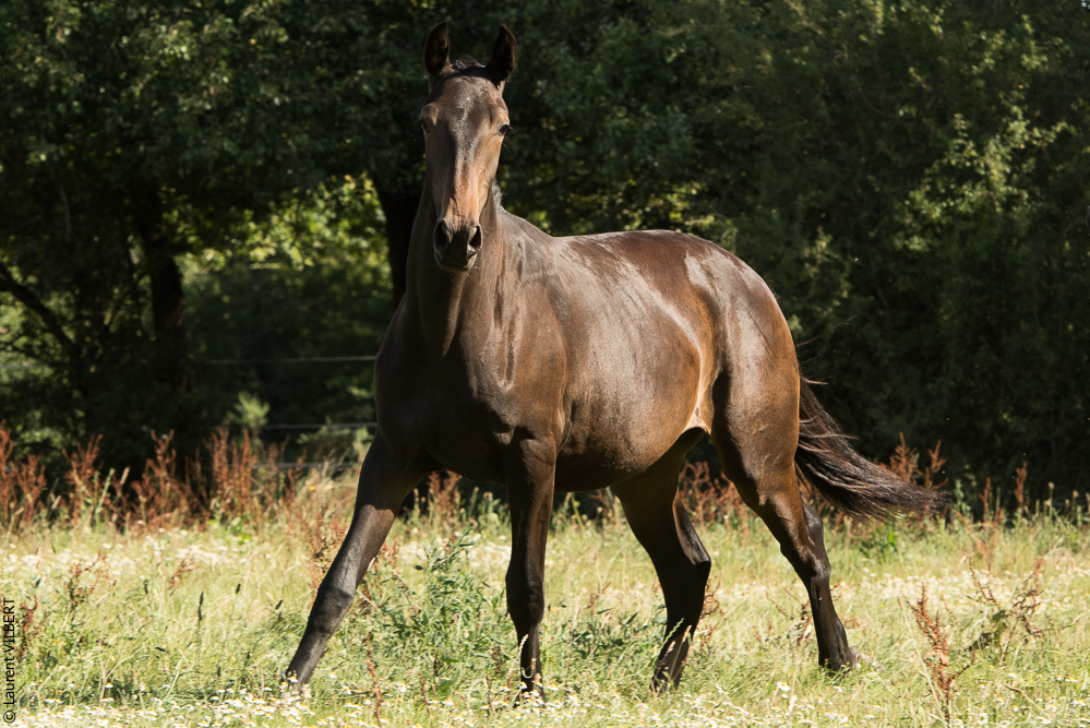 Elevage du Parc 20200721-0632