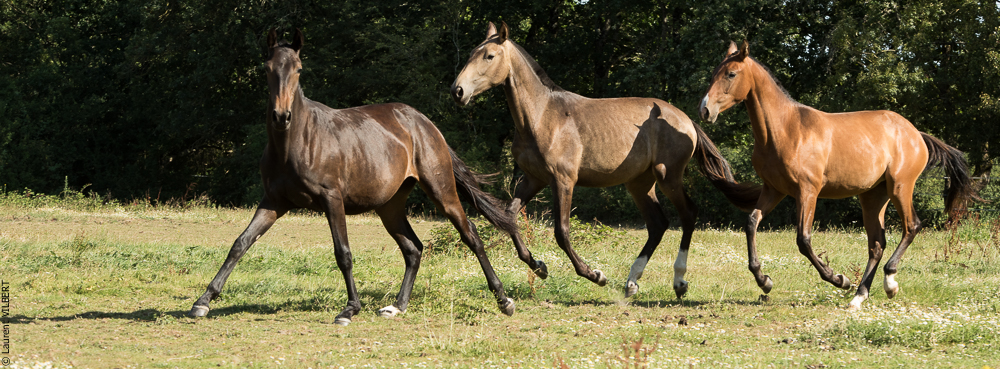 Elevage du Parc 20200721-0637