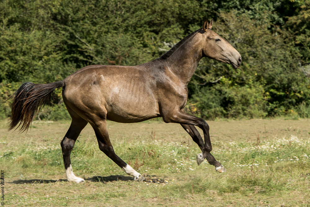 Elevage du Parc 20200721-0646
