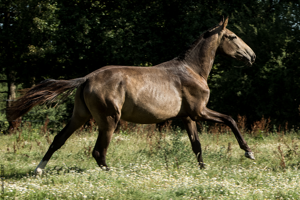 Elevage du Parc 20200721-0649