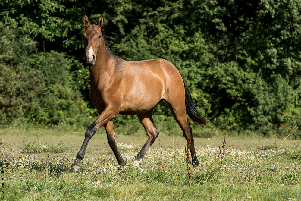 Elevage du Parc 20200721-0659