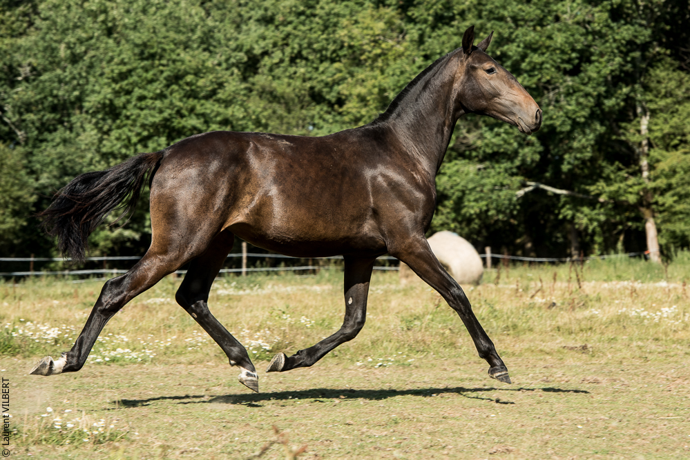 Elevage du Parc 20200721-0667