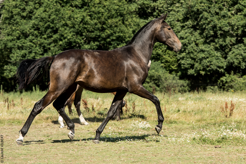 Elevage du Parc 20200721-0668