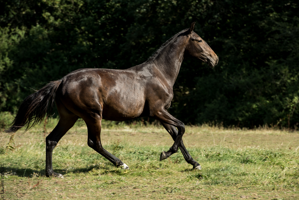 Elevage du Parc 20200721-0674