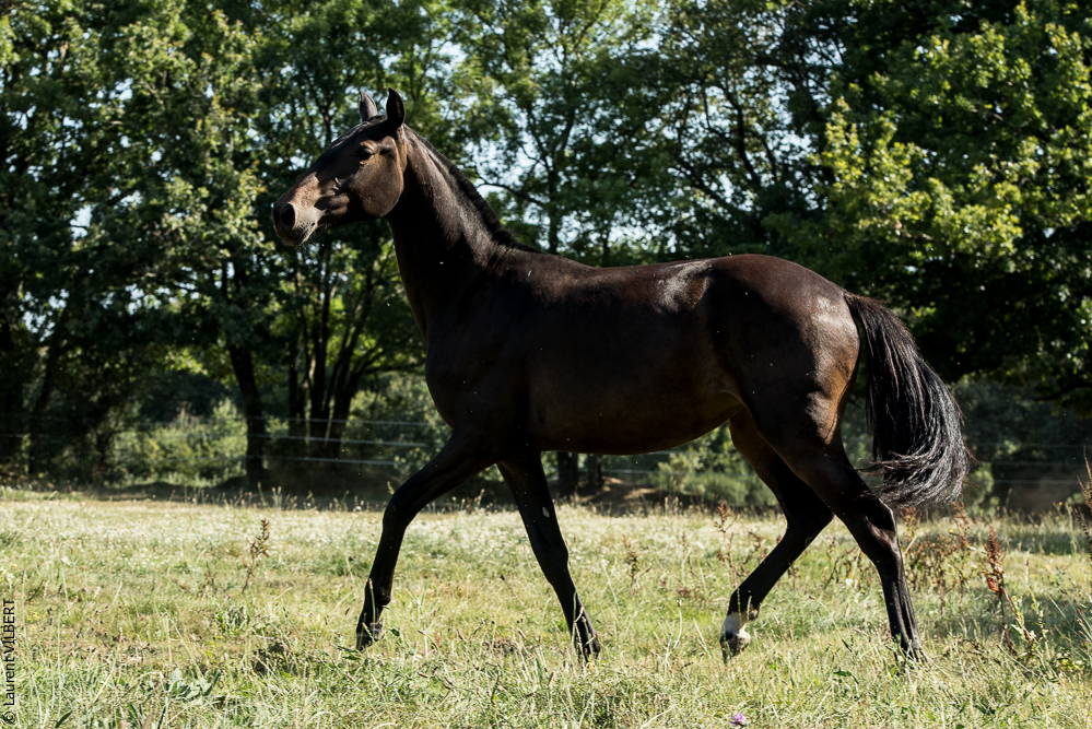 Elevage du Parc 20200721-0681