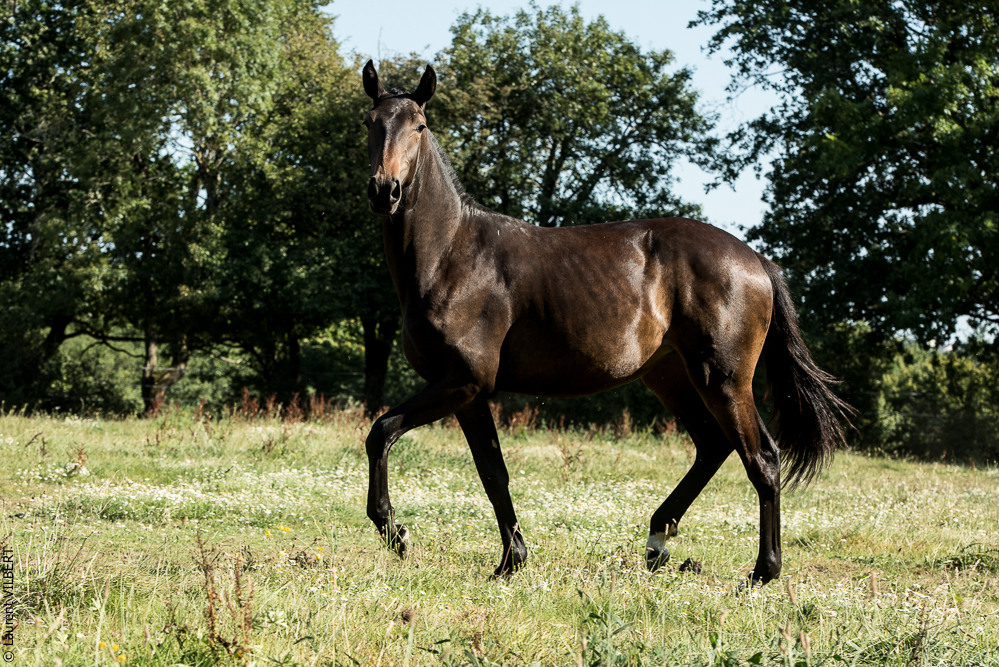 Elevage du Parc 20200721-0683