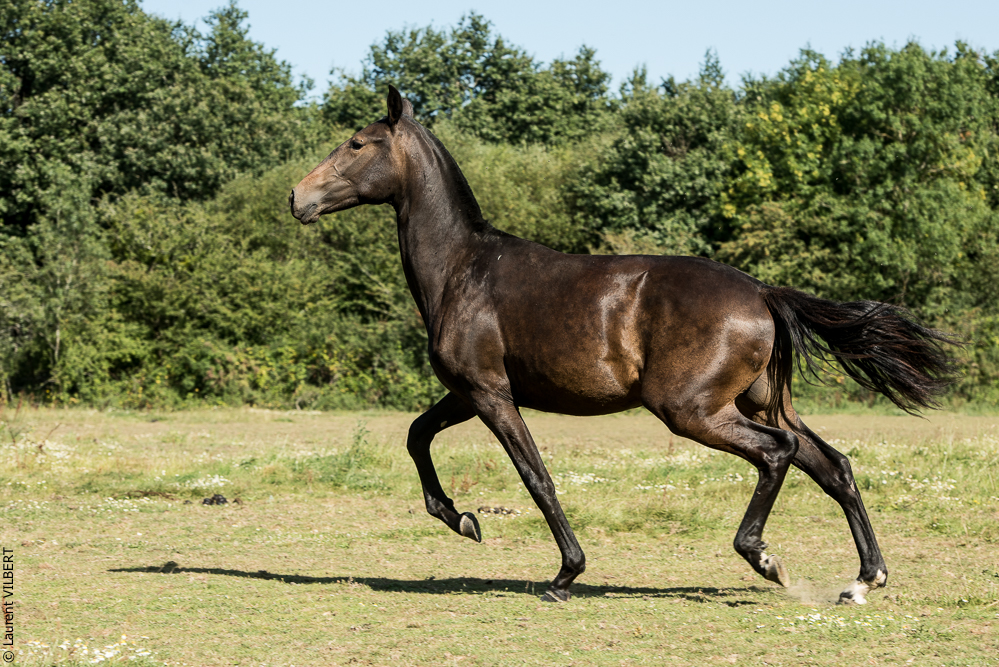 Elevage du Parc 20200721-0691