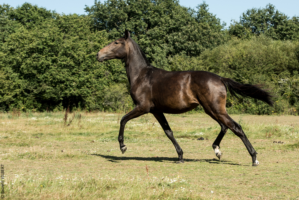 Elevage du Parc 20200721-0693