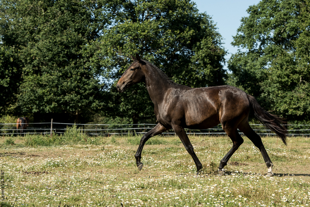 Elevage du Parc 20200721-0699