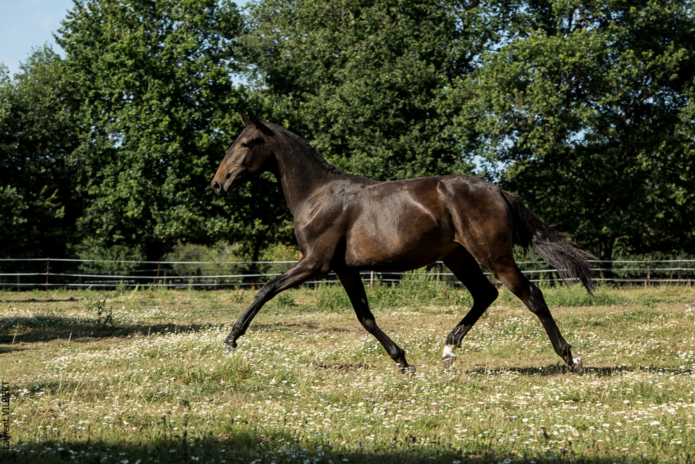 Elevage du Parc 20200721-0701