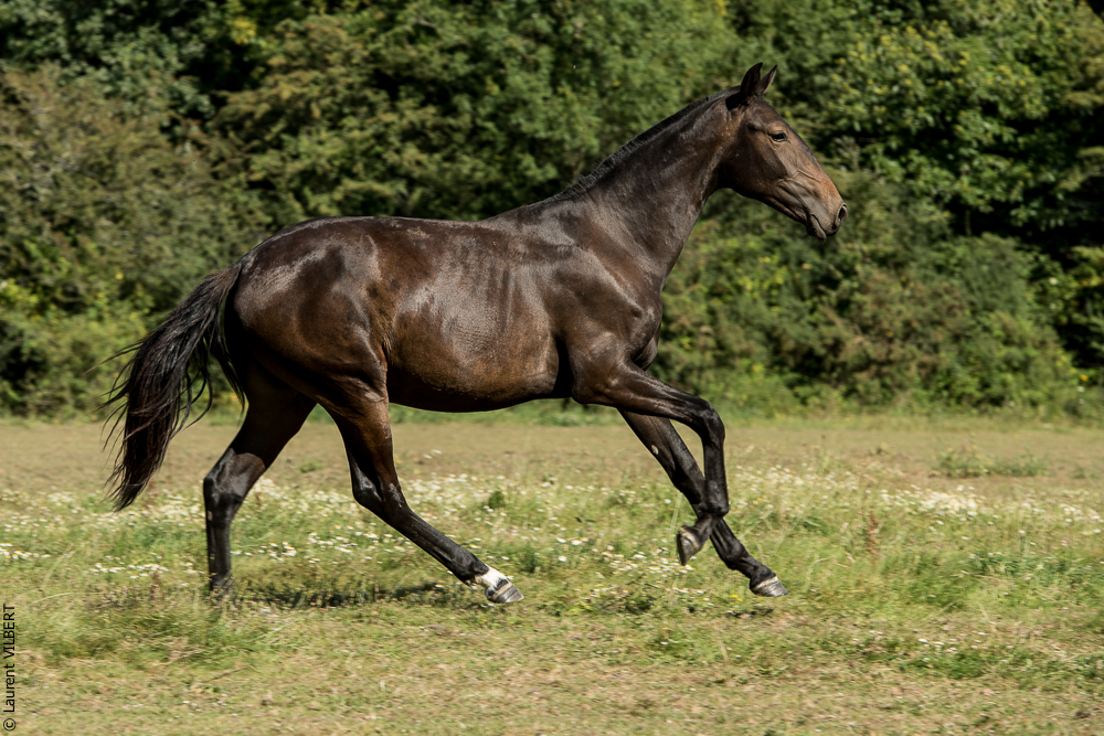 Elevage du Parc 20200721-0705