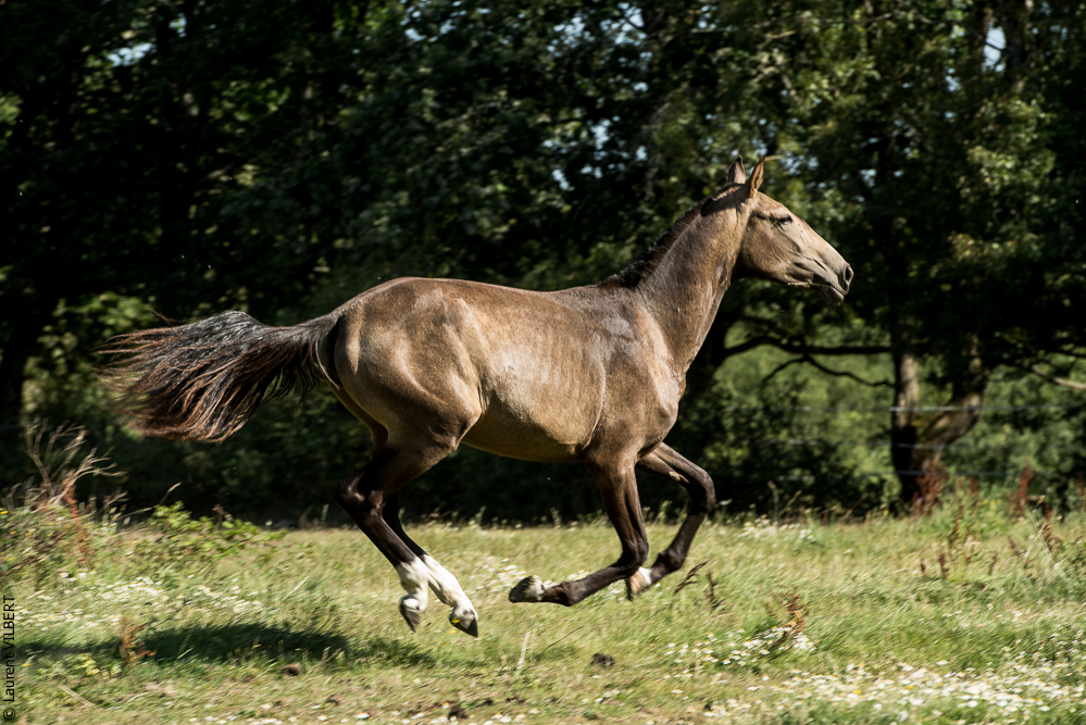 Elevage du Parc 20200721-0711
