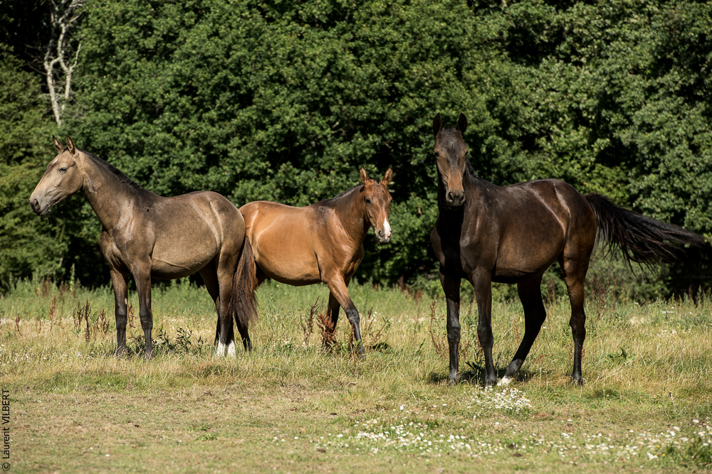 Elevage du Parc 20200721-0720