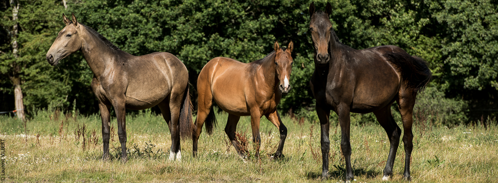 Elevage du Parc 20200721-0722