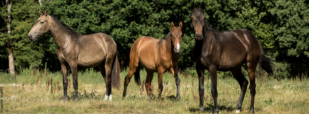 Elevage du Parc 20200721-0723