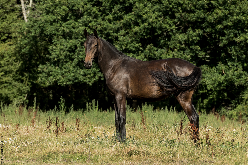 Elevage du Parc 20200721-0728