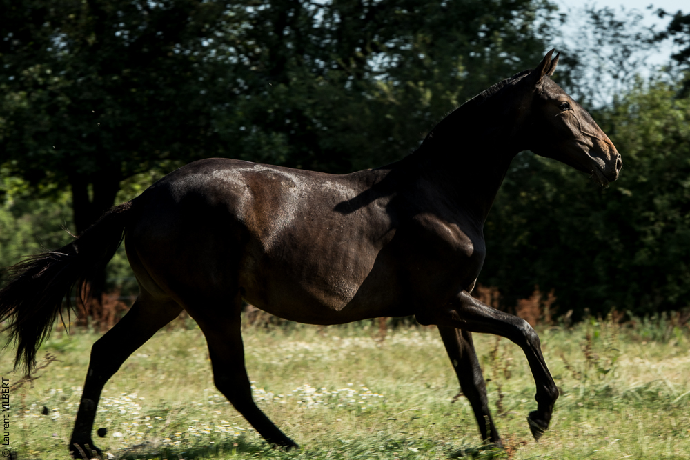 Elevage du Parc 20200721-0729