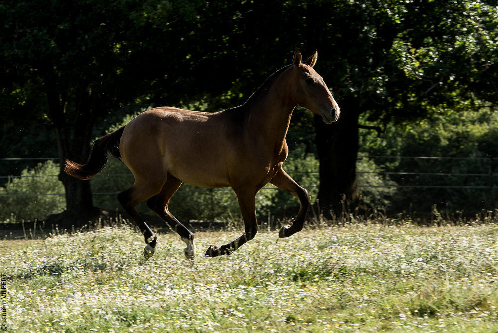 Elevage du Parc 20200721-0736