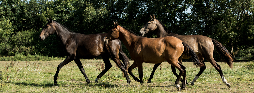 Elevage du Parc 20200721-0743
