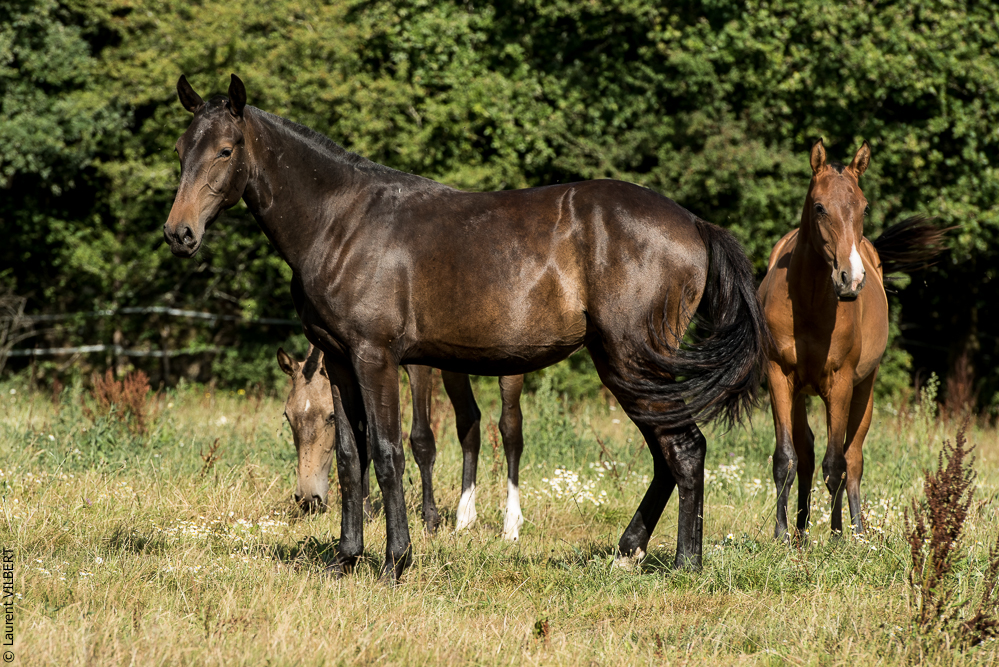 Elevage du Parc 20200721-0745