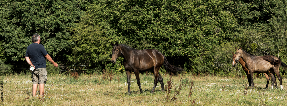 Elevage du Parc 20200721-0749