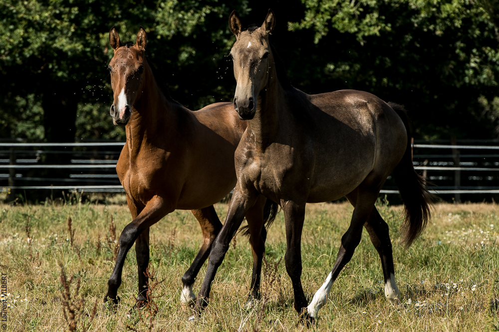 Elevage du Parc 20200721-0809